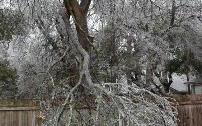 Differentiating the Past from the Present: The Ice Storm as a Traumatic Reminder