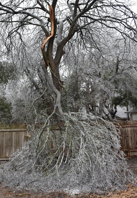 Ice storm tree damage